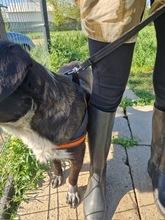 MIRCA, Hund, Mischlingshund in Rumänien - Bild 7