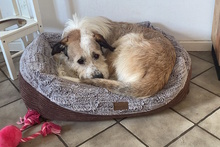 NAPPO, Hund, Berger Picard-Mix in Krefeld - Bild 1