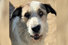 NAPPO, Hund, Berger Picard-Mix in Krefeld - Bild 2