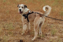 NAPPO, Hund, Berger Picard-Mix in Krefeld - Bild 4