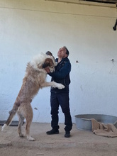 NAPPO, Hund, Berger Picard-Mix in Krefeld - Bild 5