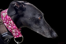 DAVINIA, Hund, Galgo Español in Waldkappel