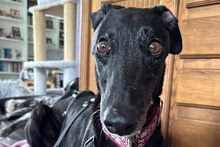DAVINIA, Hund, Galgo Español in Waldkappel - Bild 2