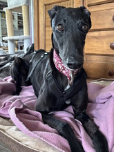 DAVINIA, Hund, Galgo Español in Waldkappel - Bild 3