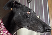 DAVINIA, Hund, Galgo Español in Waldkappel - Bild 4