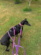 DAVINIA, Hund, Galgo Español in Waldkappel - Bild 5