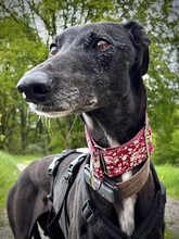 DAVINIA, Hund, Galgo Español in Waldkappel - Bild 6