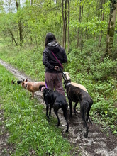 DAVINIA, Hund, Galgo Español in Waldkappel - Bild 7