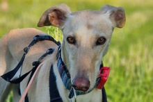 DIOSA, Hund, Galgo Español in Weissach - Bild 1