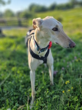 DIOSA, Hund, Galgo Español in Weissach - Bild 10