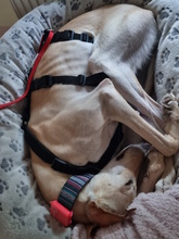 DIOSA, Hund, Galgo Español in Weissach - Bild 11