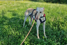DIOSA, Hund, Galgo Español in Weissach - Bild 2