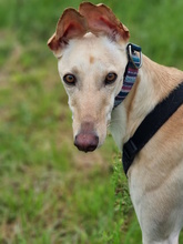 DIOSA, Hund, Galgo Español in Weissach - Bild 3