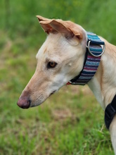 DIOSA, Hund, Galgo Español in Weissach - Bild 4