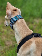 DIOSA, Hund, Galgo Español in Weissach - Bild 5
