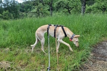 DIOSA, Hund, Galgo Español in Weissach - Bild 6