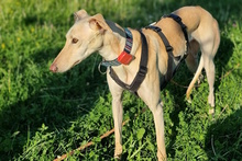 DIOSA, Hund, Galgo Español in Weissach - Bild 8