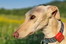 DIOSA, Hund, Galgo Español in Weissach - Bild 9