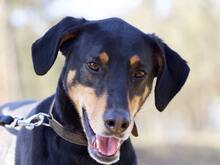 LOKI, Hund, Dobermann in Salzwedel - Bild 1