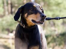 LOKI, Hund, Dobermann in Salzwedel - Bild 2