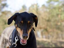 LOKI, Hund, Dobermann in Salzwedel - Bild 3
