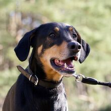 LOKI, Hund, Dobermann in Salzwedel - Bild 4