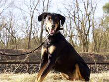 LOKI, Hund, Dobermann in Salzwedel - Bild 5