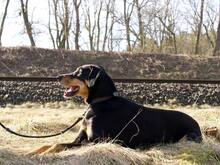 LOKI, Hund, Dobermann in Salzwedel - Bild 6