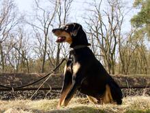 LOKI, Hund, Dobermann in Salzwedel - Bild 7