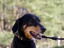 LOKI, Hund, Dobermann in Salzwedel - Bild 8