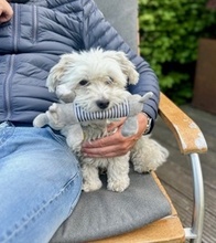 DJANGO, Hund, Malteser in Rosengarten