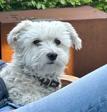 DJANGO, Hund, Malteser in Rosengarten - Bild 3