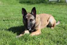 PIEZA, Hund, Malinois in Radevormwald - Bild 1