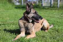 PIEZA, Hund, Malinois in Radevormwald - Bild 2