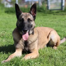 PIEZA, Hund, Malinois in Radevormwald - Bild 3