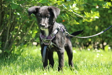 EMILIA, Hund, Mischlingshund in Hagen - Bild 1