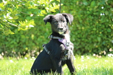 EMILIA, Hund, Mischlingshund in Hagen - Bild 2