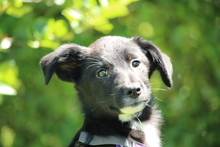 EMILIA, Hund, Mischlingshund in Hagen - Bild 3