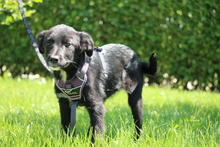 EMILIA, Hund, Mischlingshund in Hagen - Bild 4