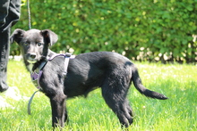 EMILIA, Hund, Mischlingshund in Hagen - Bild 5