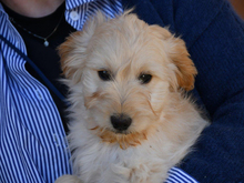 CESARE, Hund, Mischlingshund in Weinheim - Bild 1