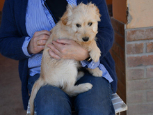 CESARE, Hund, Mischlingshund in Weinheim - Bild 2