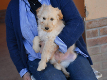 CESARE, Hund, Mischlingshund in Weinheim - Bild 3