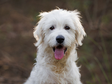 RAIMONDO, Hund, Mischlingshund in Weinheim - Bild 1
