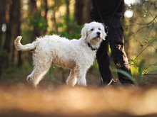 RAIMONDO, Hund, Mischlingshund in Weinheim - Bild 2