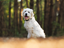 RAIMONDO, Hund, Mischlingshund in Weinheim - Bild 3