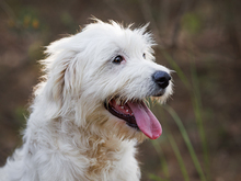 RAIMONDO, Hund, Mischlingshund in Weinheim - Bild 4
