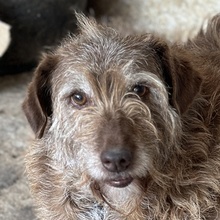 EMIRA, Hund, Mischlingshund in Griechenland