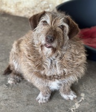 EMIRA, Hund, Mischlingshund in Griechenland - Bild 2