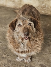 EMIRA, Hund, Mischlingshund in Griechenland - Bild 6